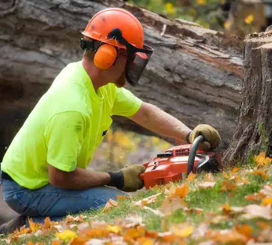 tree services Spotswood